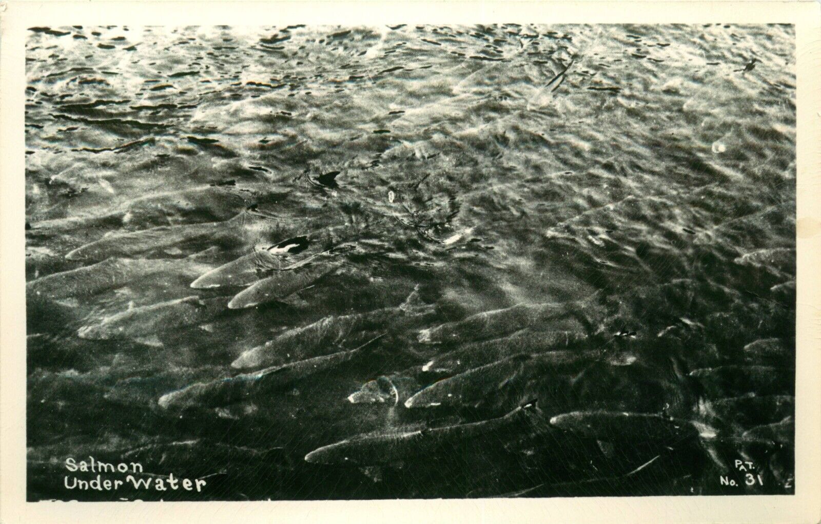 1940s School Of Salmon Vintage RPPC Postcard