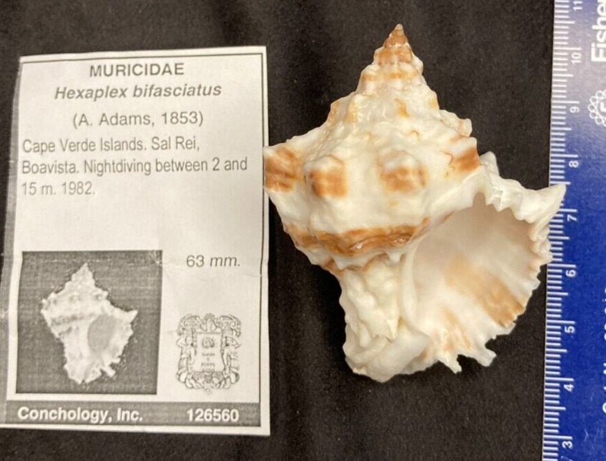 MURICIDAE Hexaplex bifasciatus 63mm Cape Verde Isl Sal Rei Boavista 1982