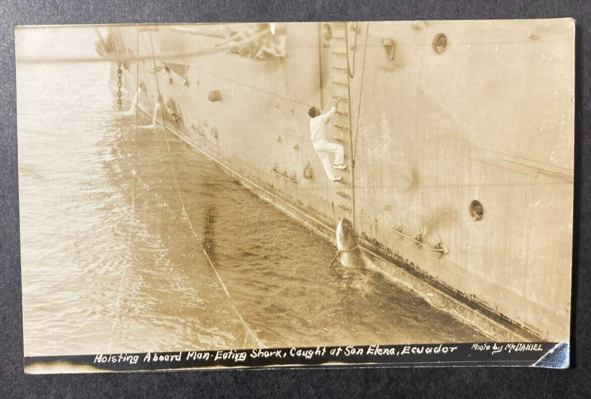 Antique Real Photo Postcard Hoisting Aboard Man Eating Shark  San Elena  1912