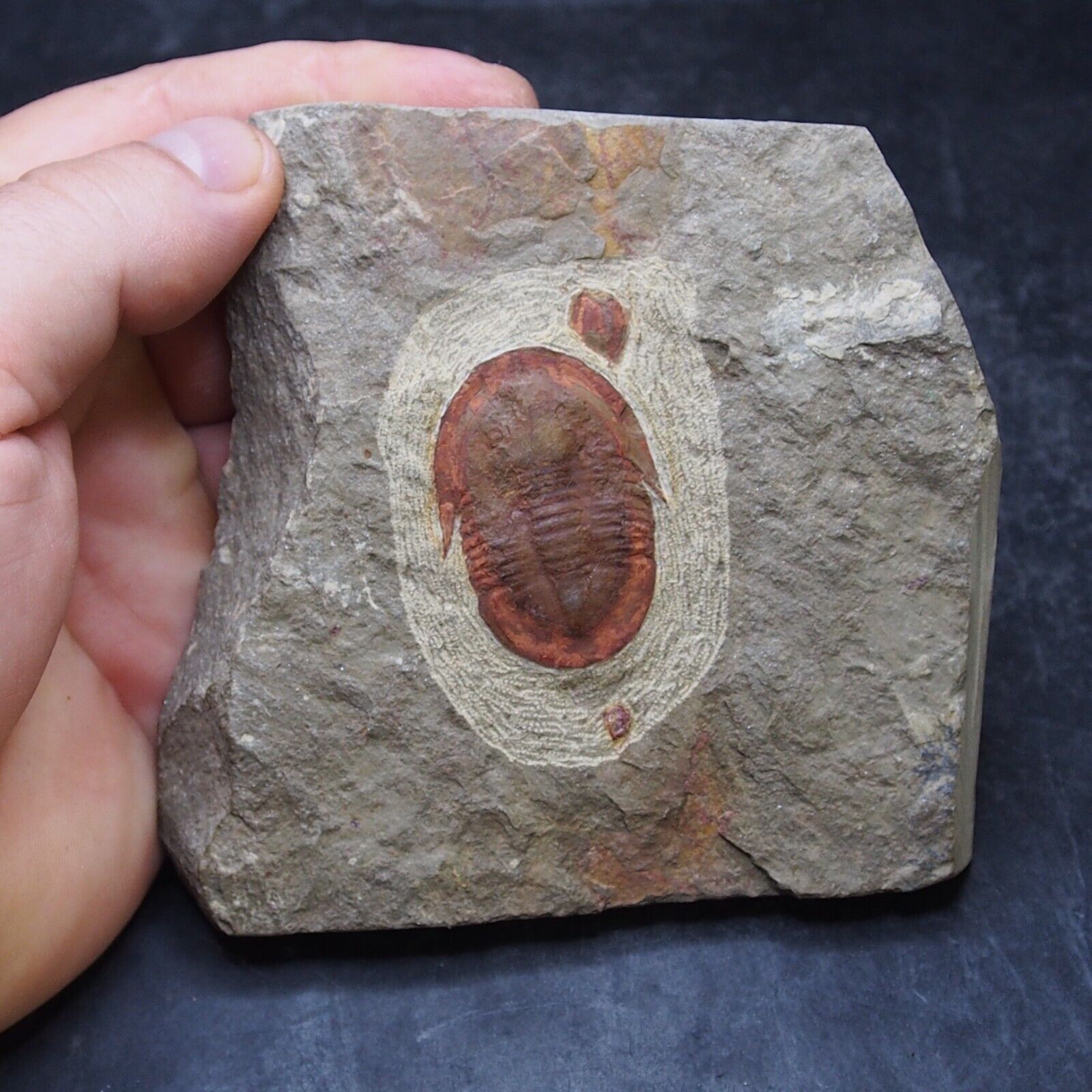 419g Trilobite Asaphid sp. fossil Ordovician Morocco 11