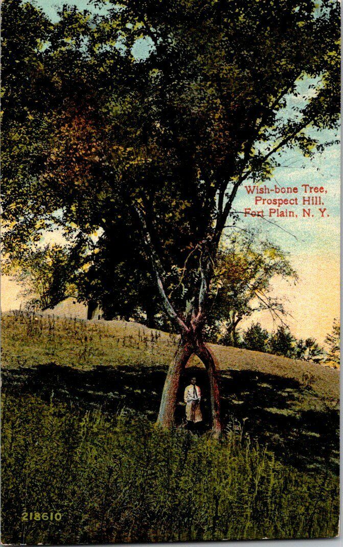 1910. FORT PLAIN, NY. WISH BONE TREE ON PROSPECT HILL. POSTCARD QQ4