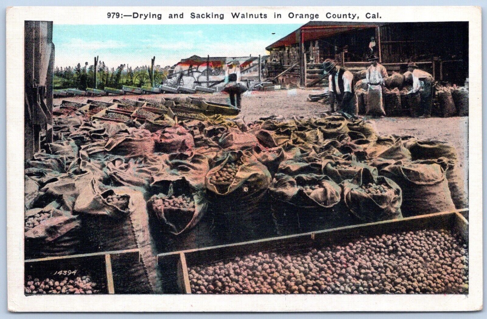 Postcard CA California Drying And Sacking Walnuts In Orange County P6D