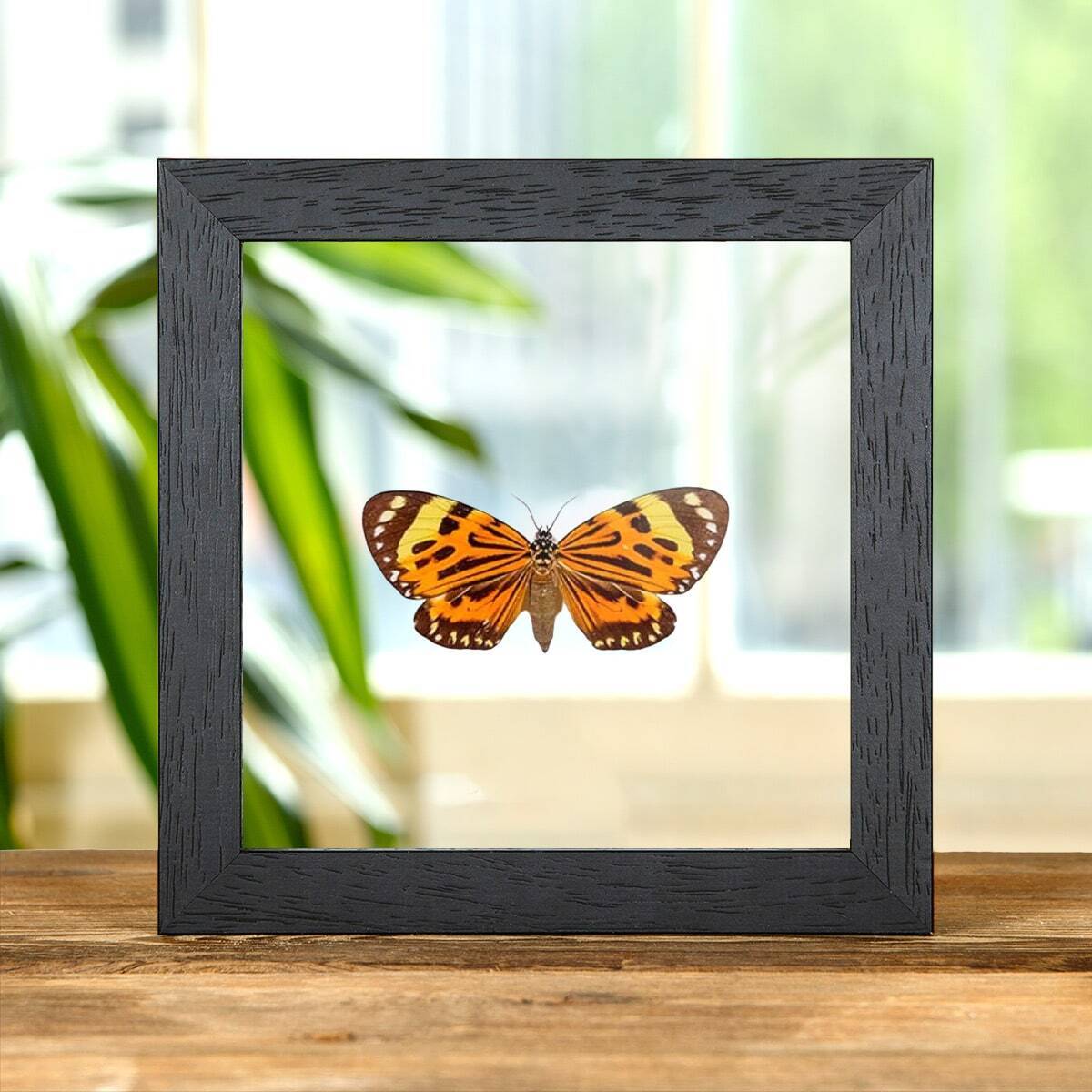Boisduval\'s Tiger Taxidermy Moth in Clear Glass Frame (Chetone histrio)