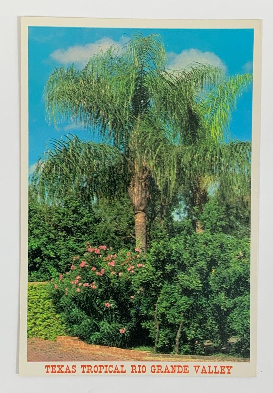 Cocos Plumosa Palm Texas Tropical Rio Grande Valley Postcard Unposted
