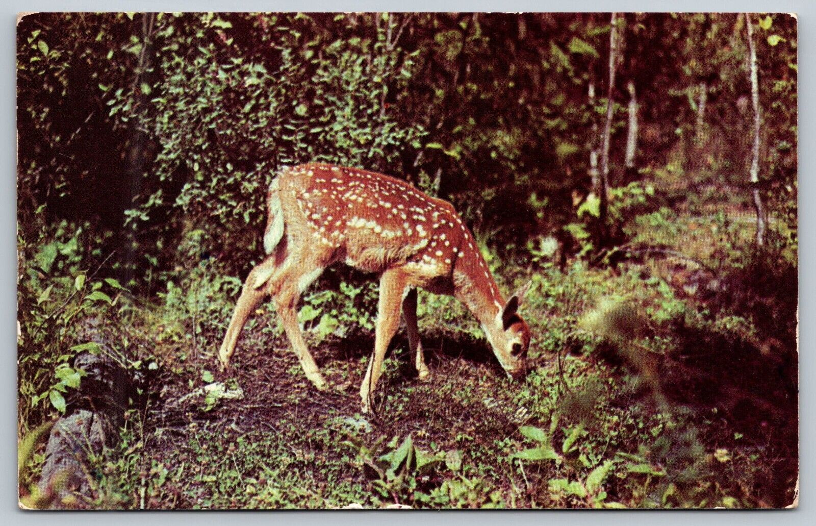 Postcard Nature\'s Darling Fawn Eating
