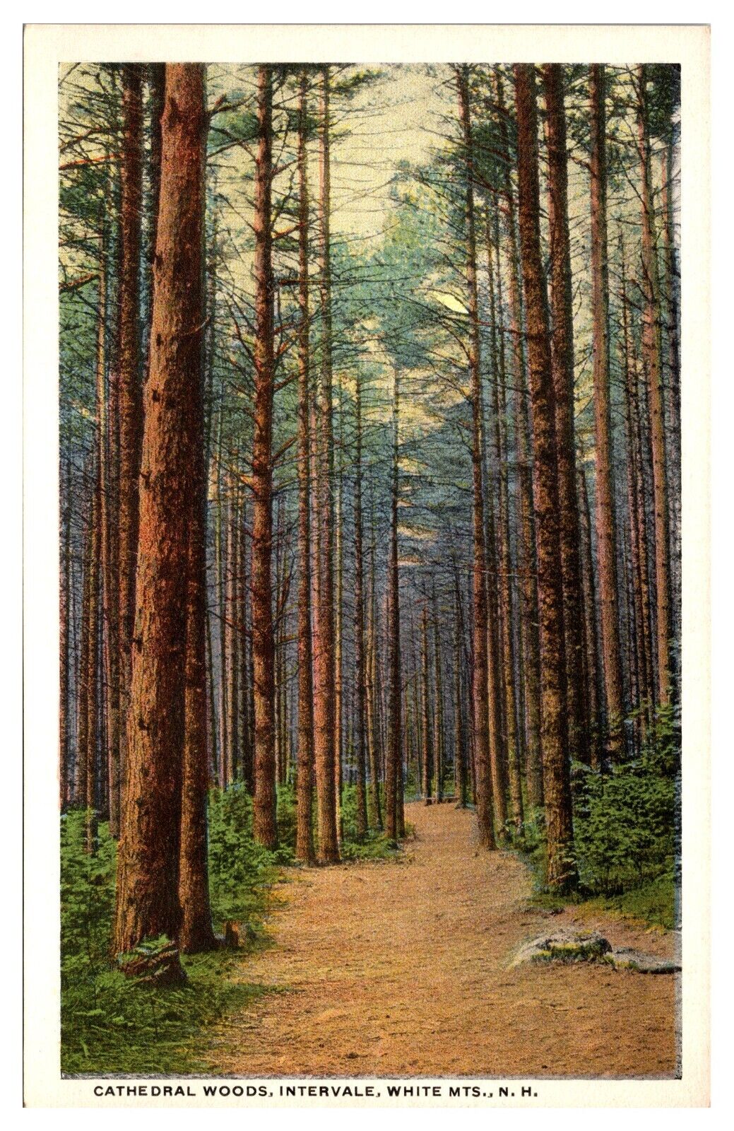 ANTQ Cathedral Woods, Tree Lined Path, Scenic Landscape, Intervale, NH