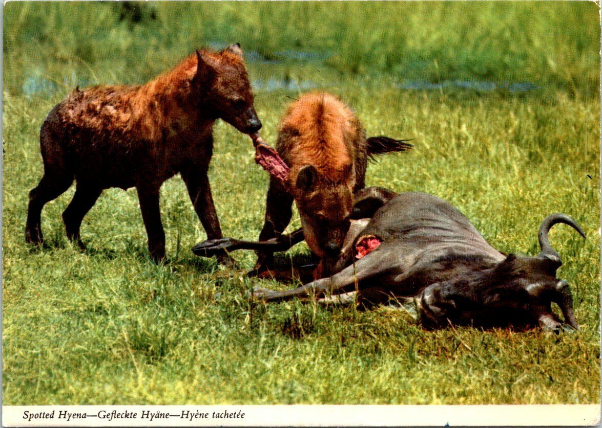 VINTAGE CONTINENTAL SIZE POSTCARD SPOTTED HYENA EATING THE CARCASS OF WILDEBEEST