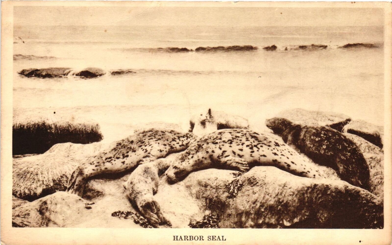 Vintage Postcard- Harbor Seal, La Push, Clallam County, Washington