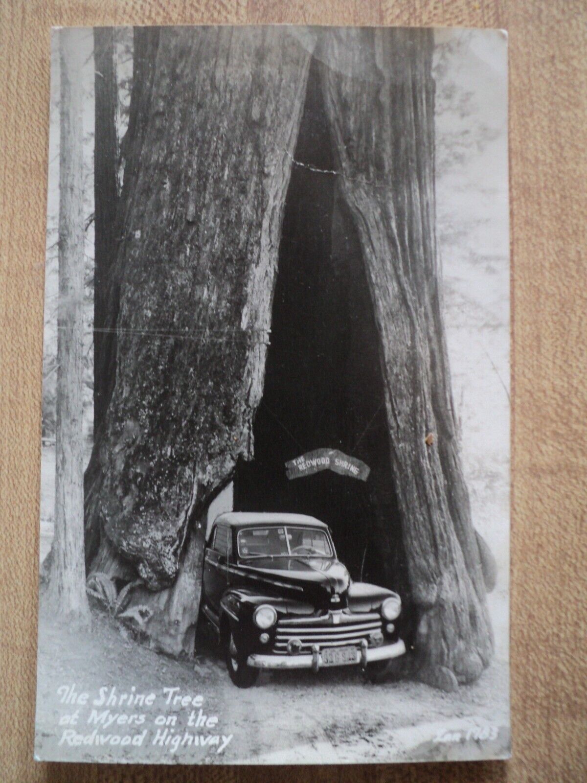 CA California Giant Shrine Tree w/ Car being driven through 1947 RPPC Postcard