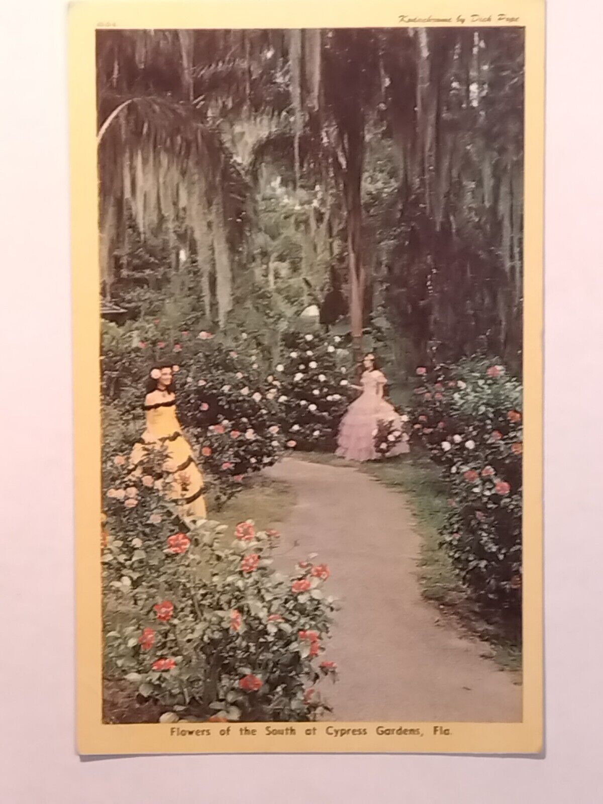 Flowers Of The South At Cypress Gardens Florida Postcard