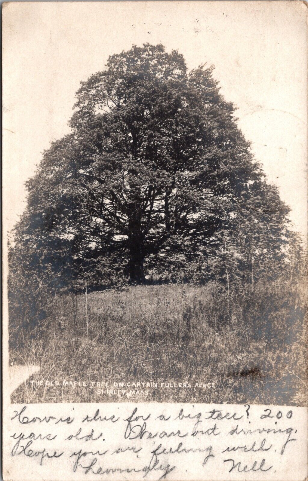 1908 RPPC Old Maple Tree On Captain Fuller\'s Place Shirley MA Posted 