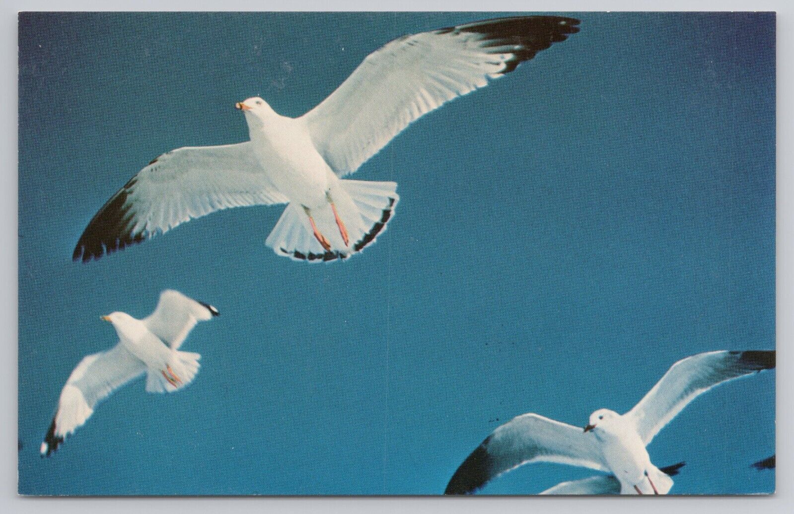 Seagulls Along The New England Coast Flying Birds Blue Sky Nature VTG Postcard
