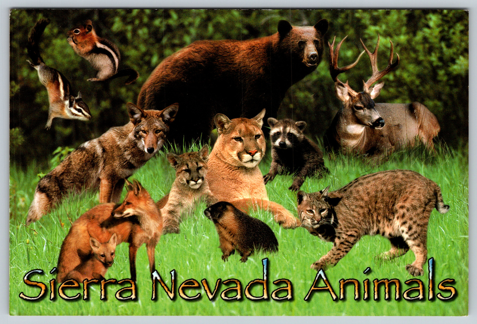 c1970s Sierra Nevada Animals California Cougar Bobcat Fox Deer Vintage Postcard
