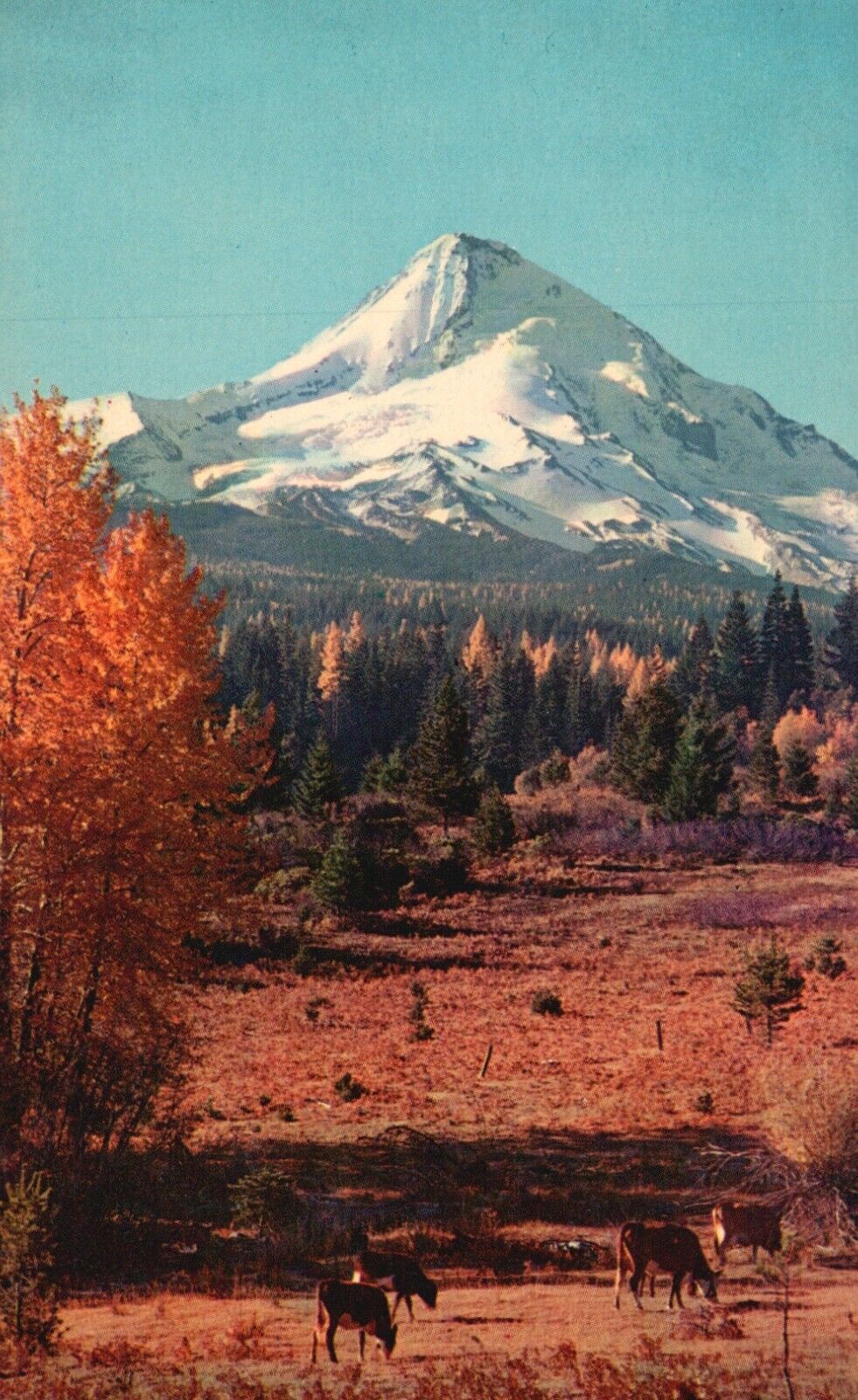 Postcard OR Mt Hood Oregon Red Golden Balsam Poplar Chrome Vintage PC G6401