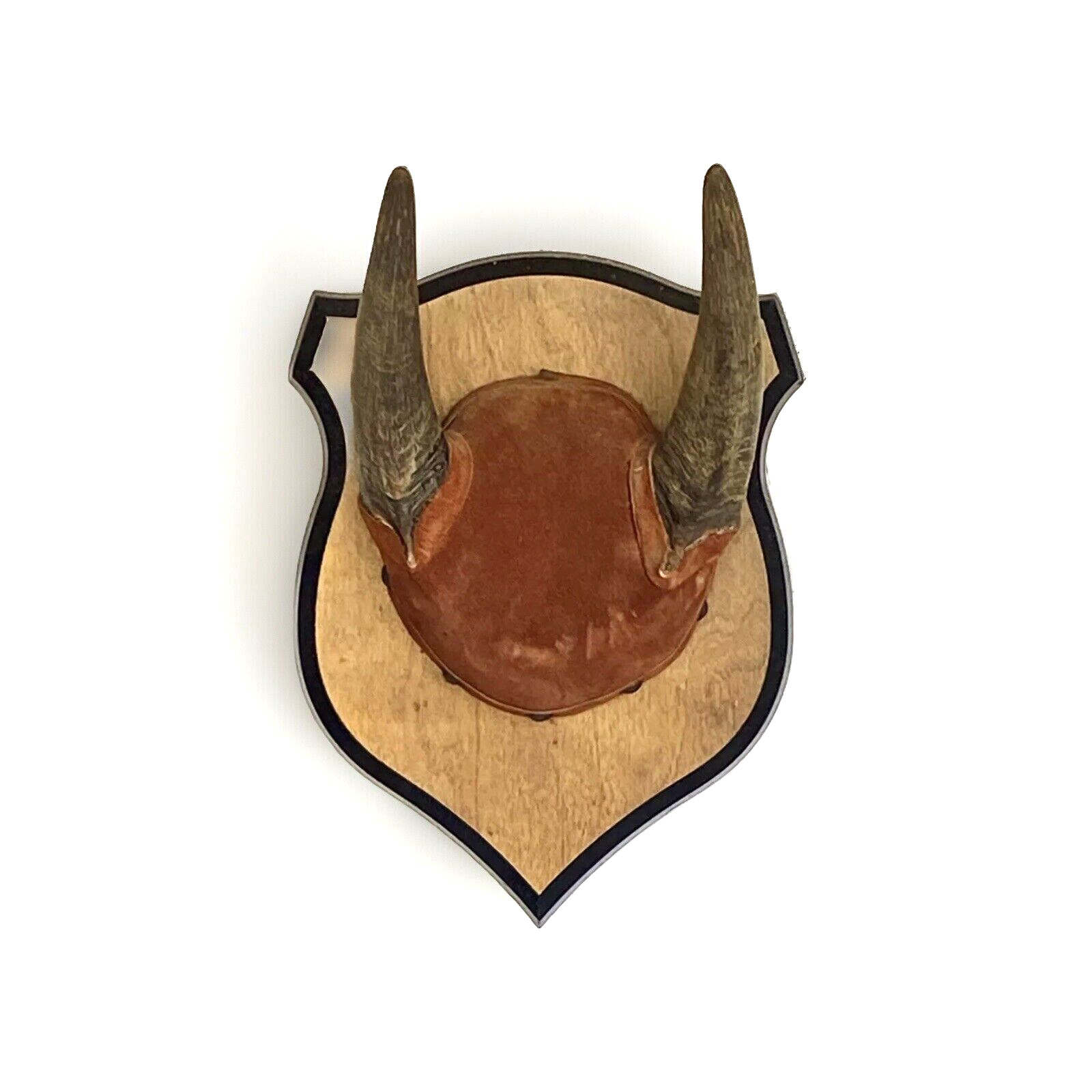 Old Antique Taxidermy Wall Mount Plaque, Cow Horns