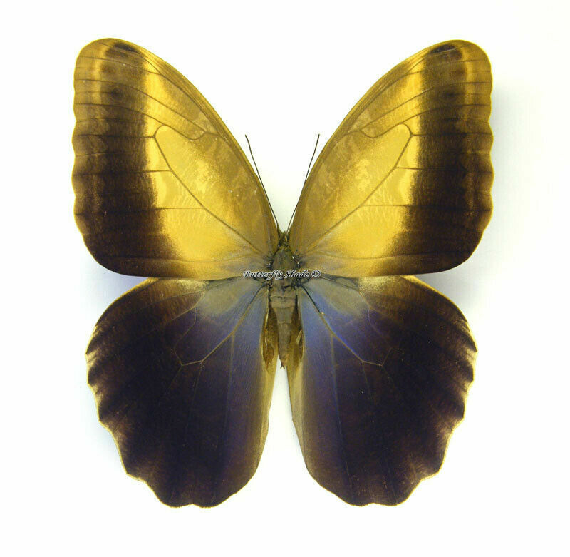 Unmounted Butterfly / Nymphalidae - Caligo telamonius ssp., Male, 70-71mm