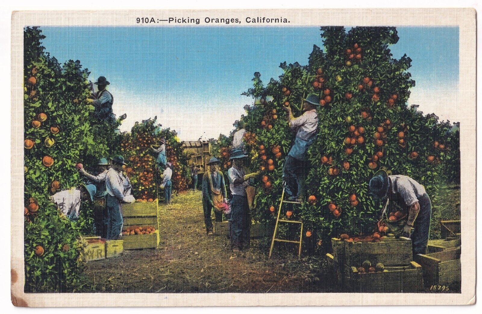 Post Card Picking Oranges California