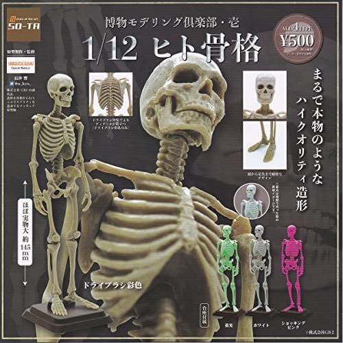 Natural History Modeling Club Ichi 1/12 Human Skeleton [All 4 types set (Fu JPN