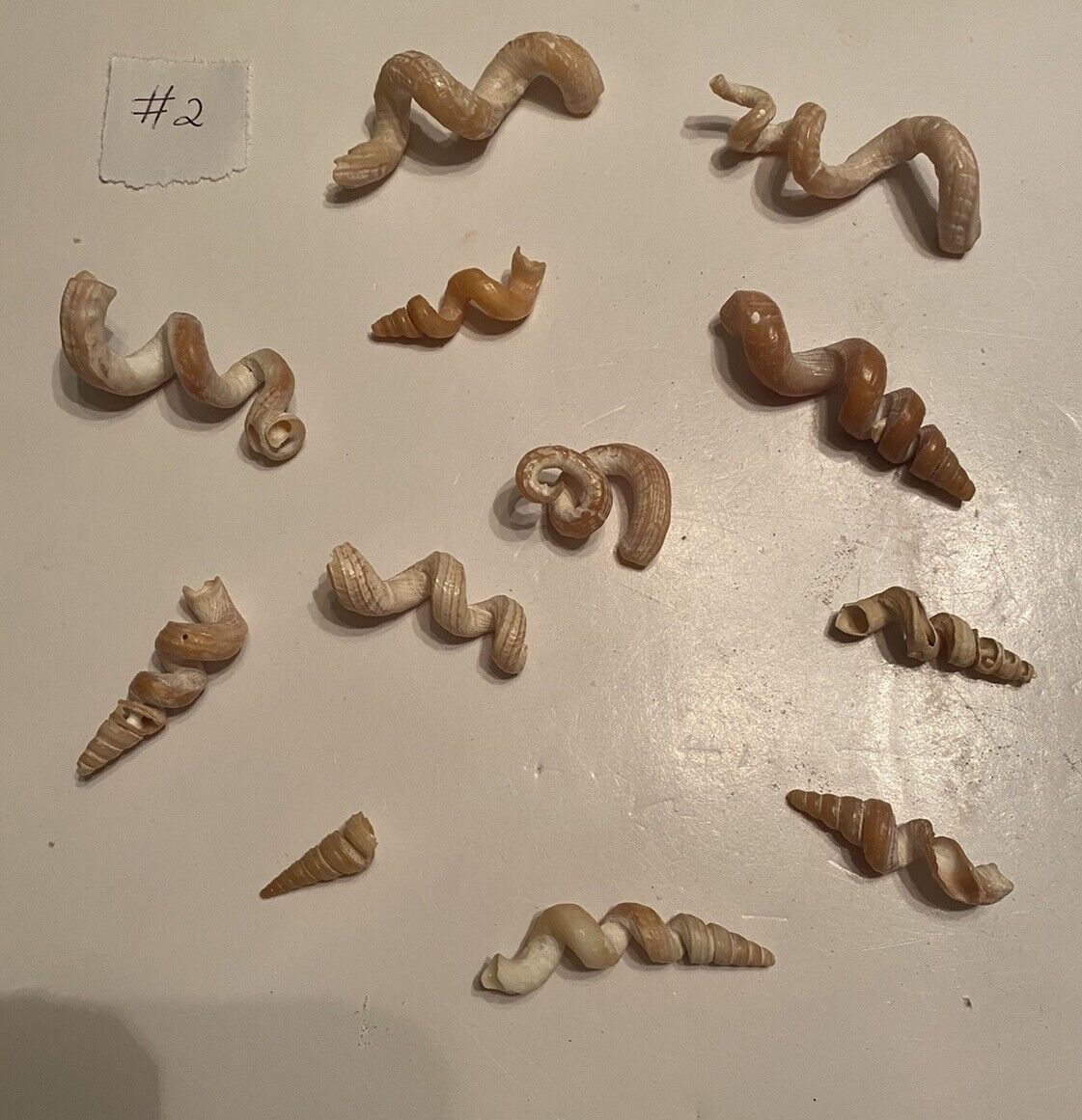 12 Beautiful Worm Shells From SW Florida