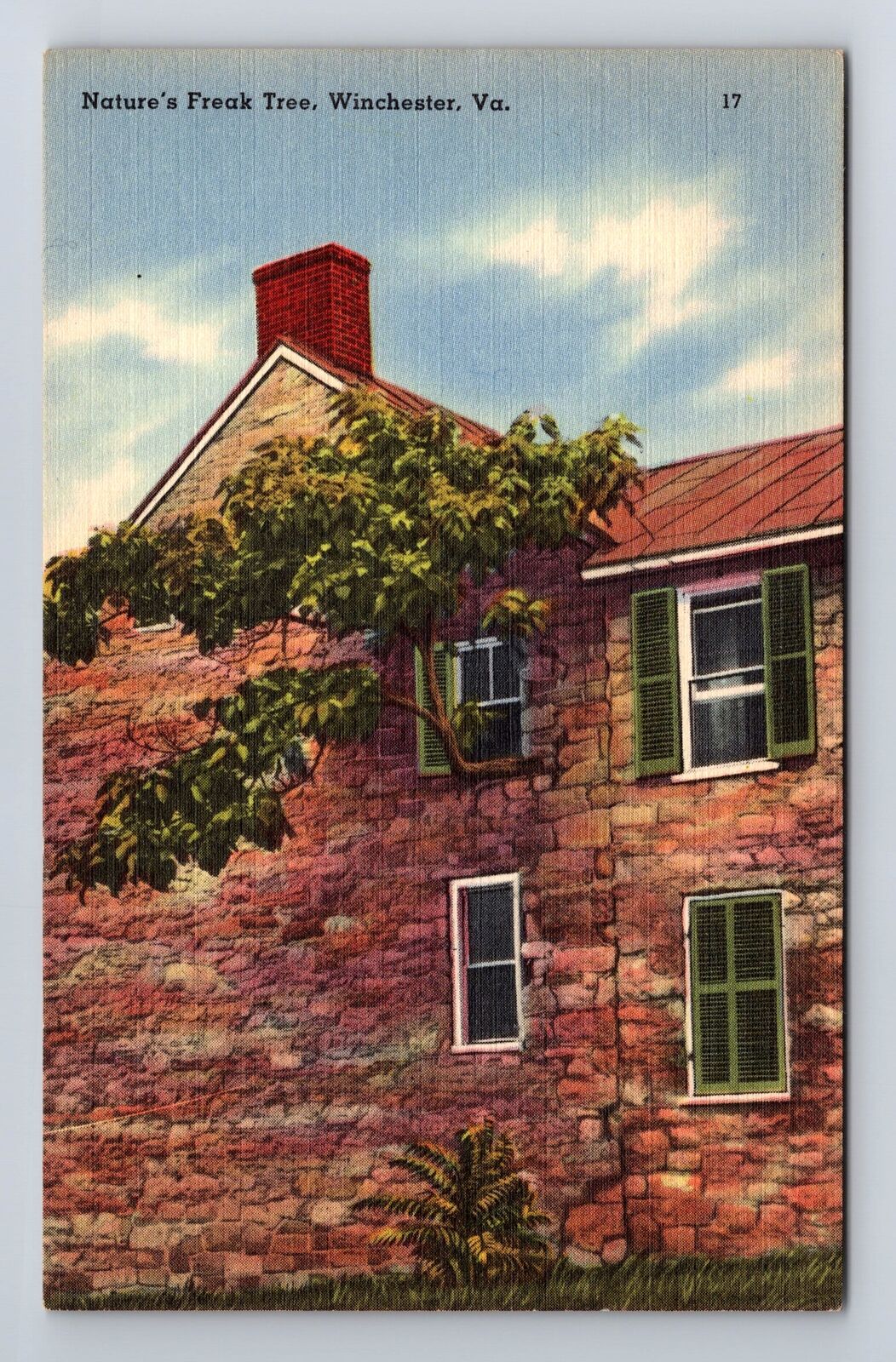 Winchester VA-Virginia, Nature's Freak Tree, Antique, Vintage Souvenir Postcard