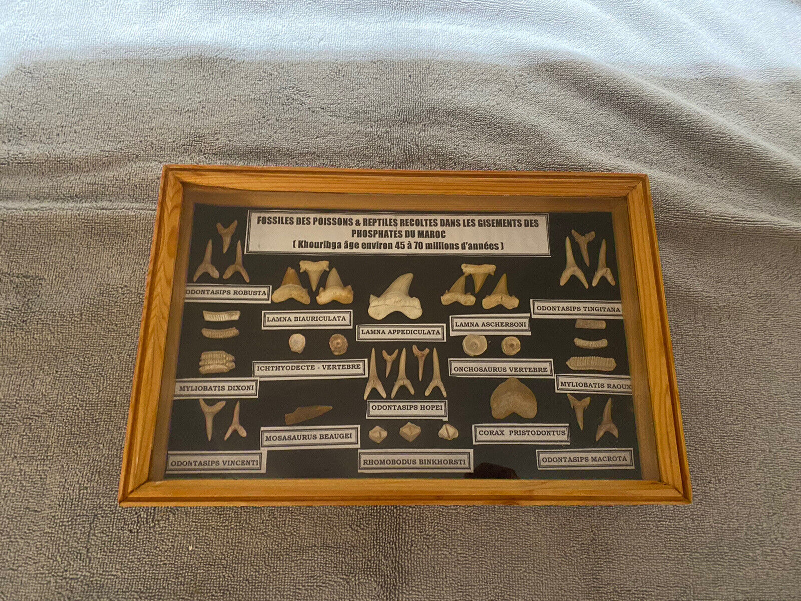 AUTHENTIC SHARK TEETH FOSSILS COLLECTION IN FRAMED GLASS DISPLAY SHADOW BOX