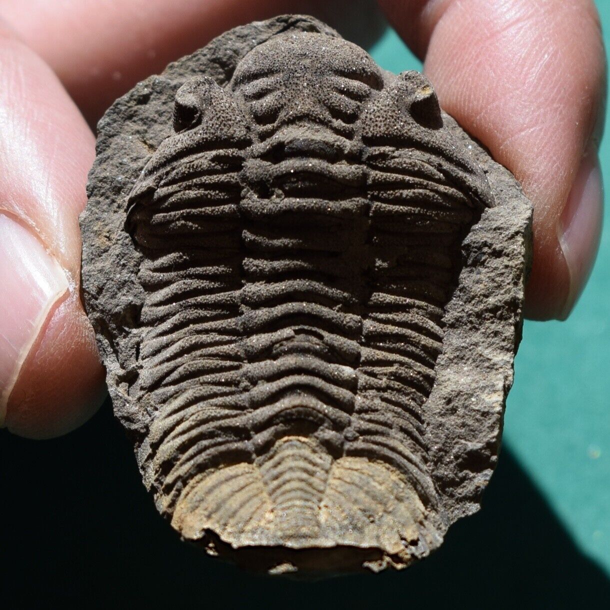 Nicely preserved Trilobite Fossil Eldredgeia eocryphaeus Bolivia Devonian