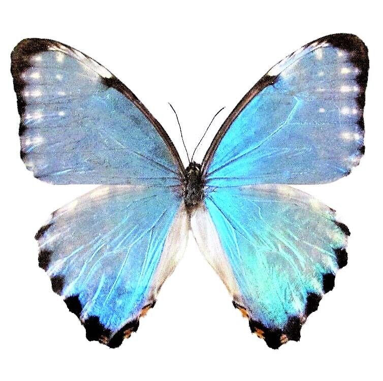 Morpho portis blue butterfly Argentina unmounted wings closed