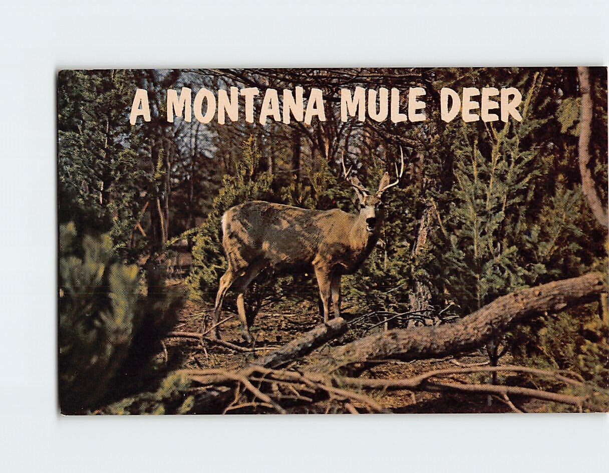 Postcard A Montana Mule Deer USA North America