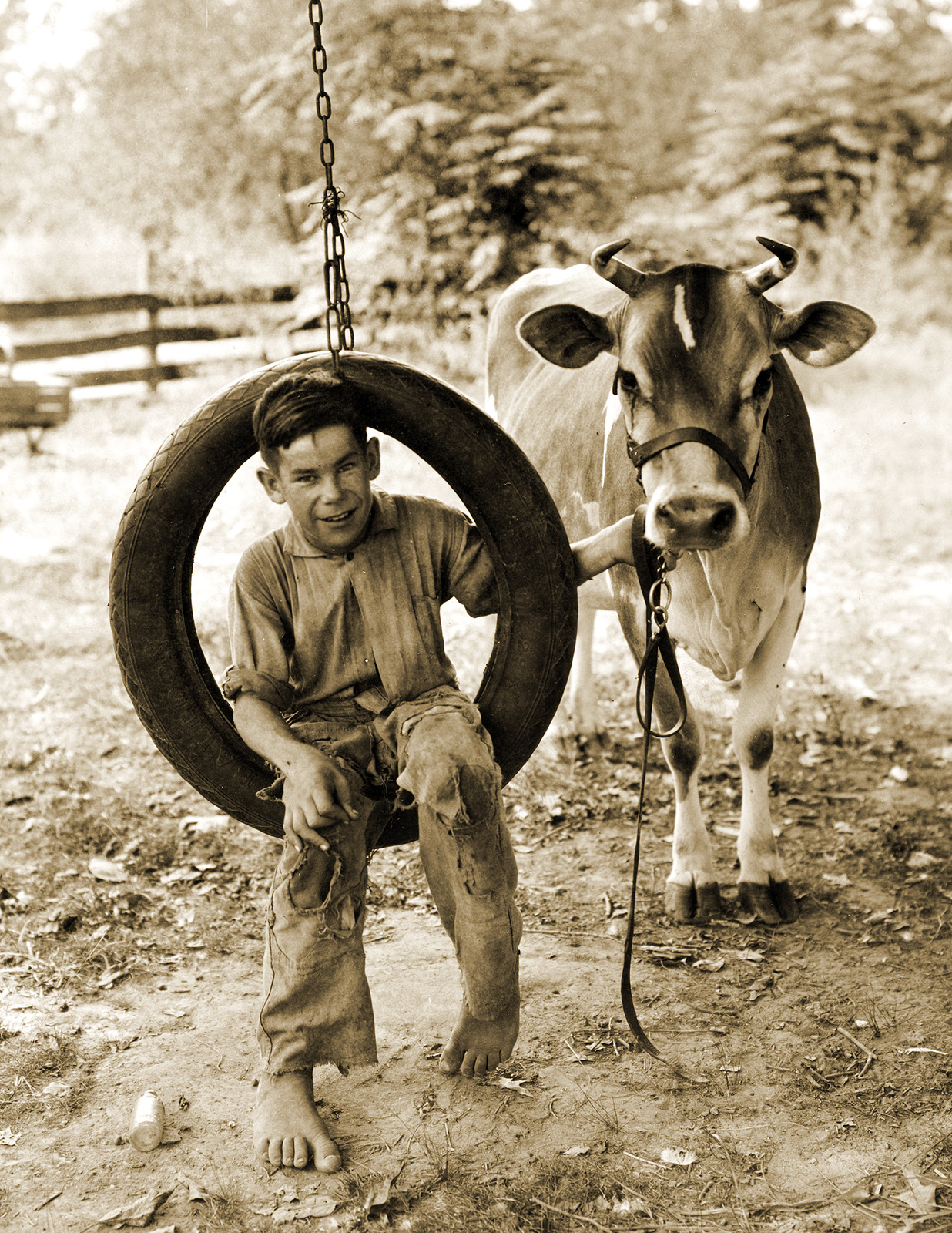 1930 Boy on Tire Swing with a Cow Old Historic Vintage Photo 8.5\