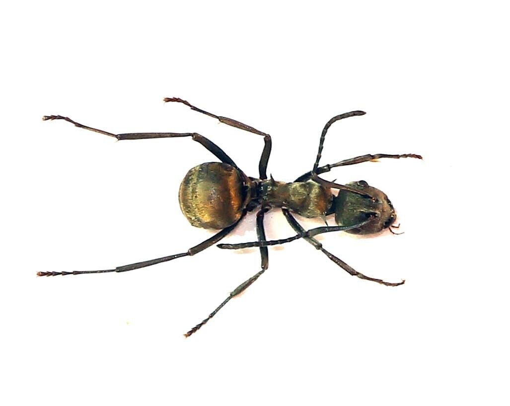 HYMENOPTERA, FORMICIDAE, POLYRACHIS DIOTIMA from INDONESIA