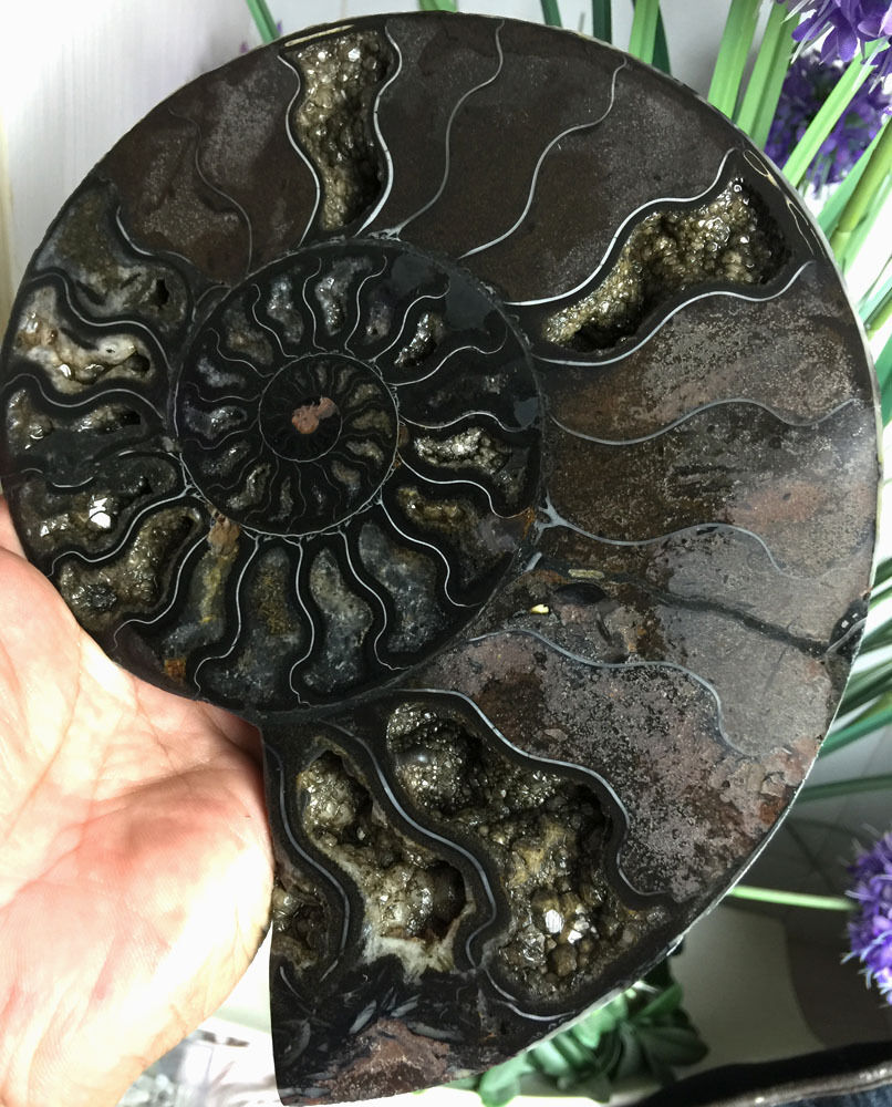 632g Rare Black Half of Split Ammonite Fossil Specimen Shell Healing Madagascar