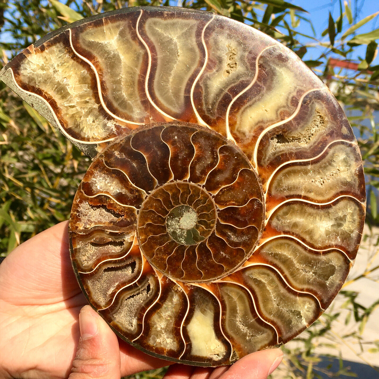 1.44LB  Rare Natural Tentacle Ammonite FossilSpecimen Shell Healing Madagascar