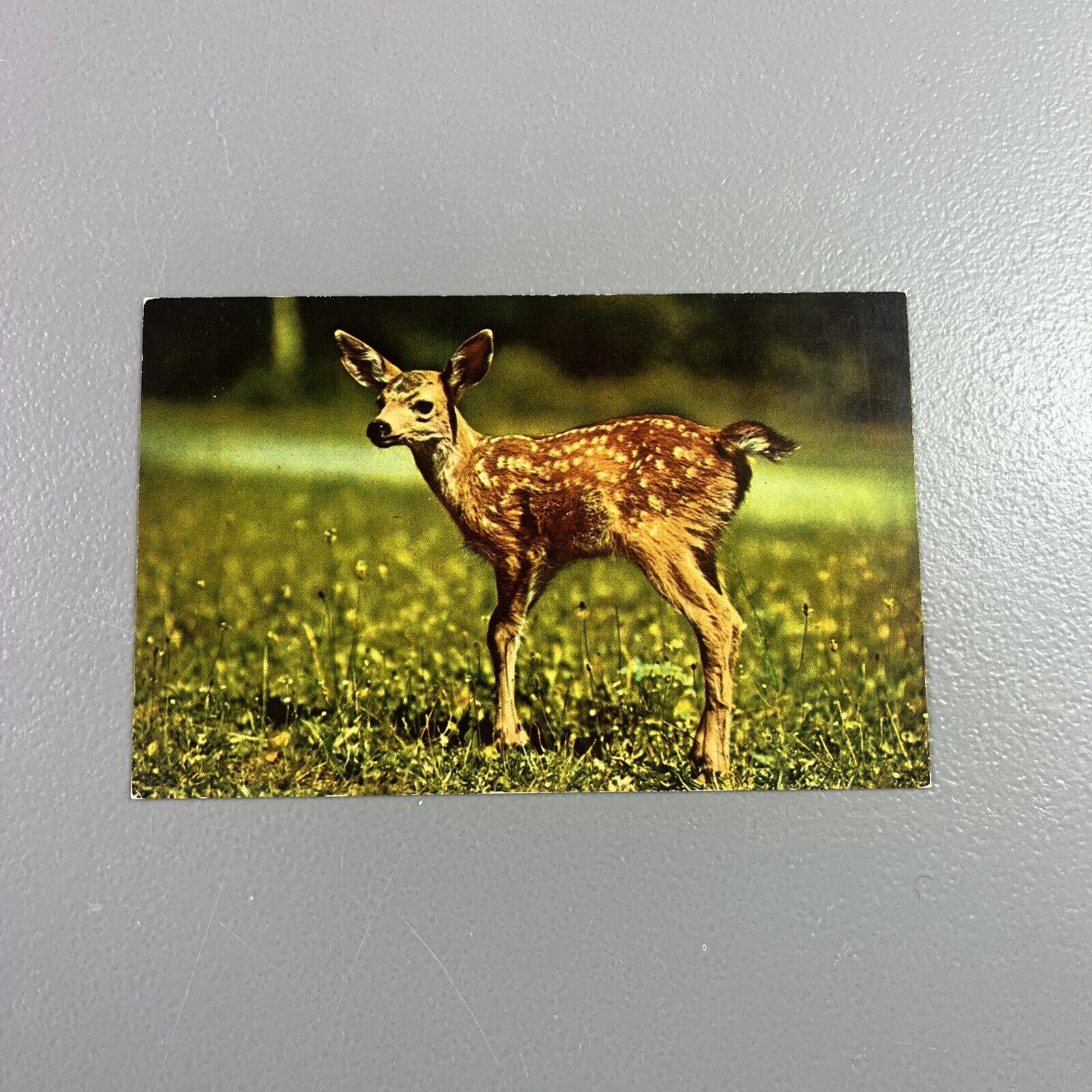 Vintage Deer Postcard   LITTLE DEER SENDS GREETINGS    UNPOSTED Chrome