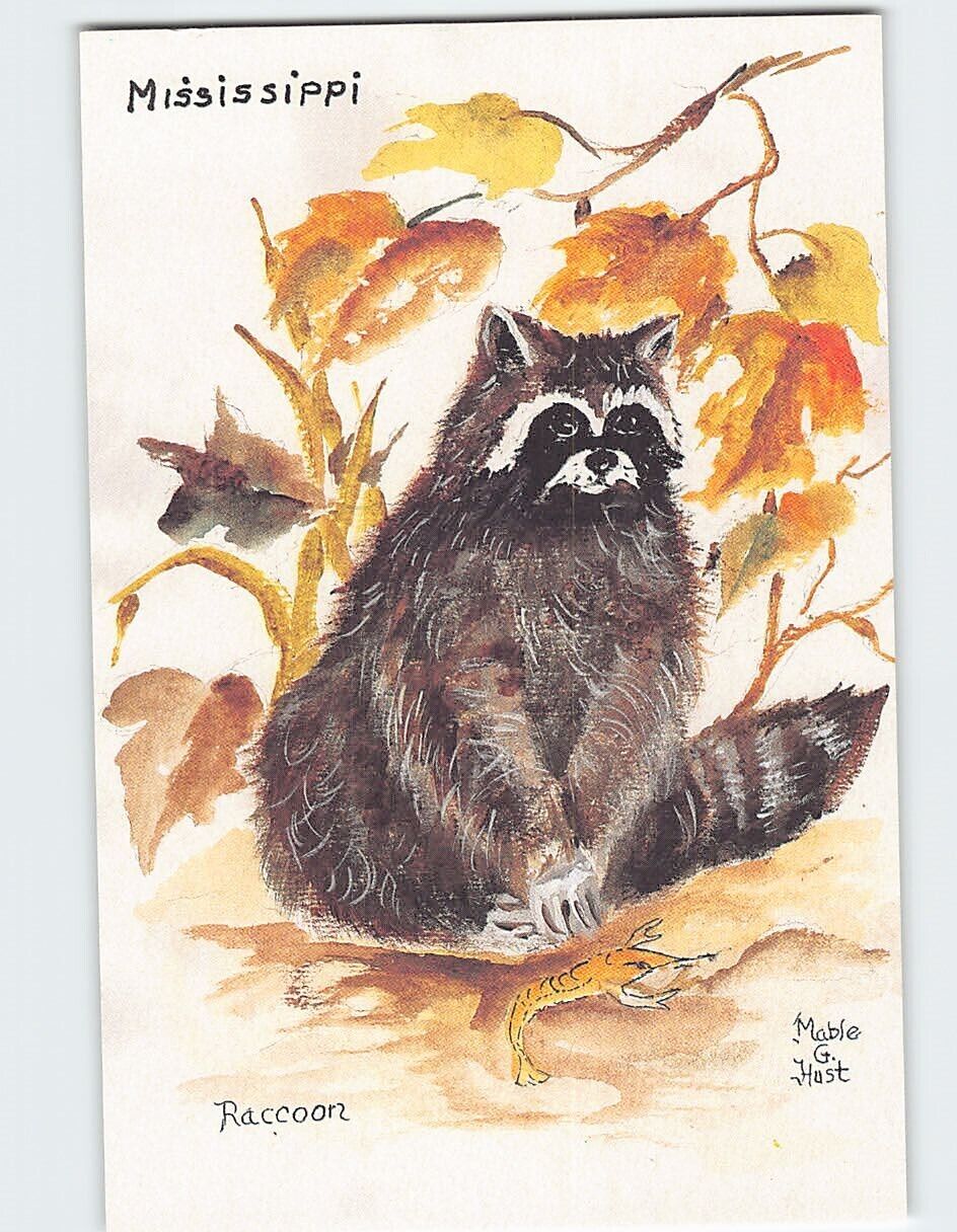 Postcard Raccoon, Mississippi