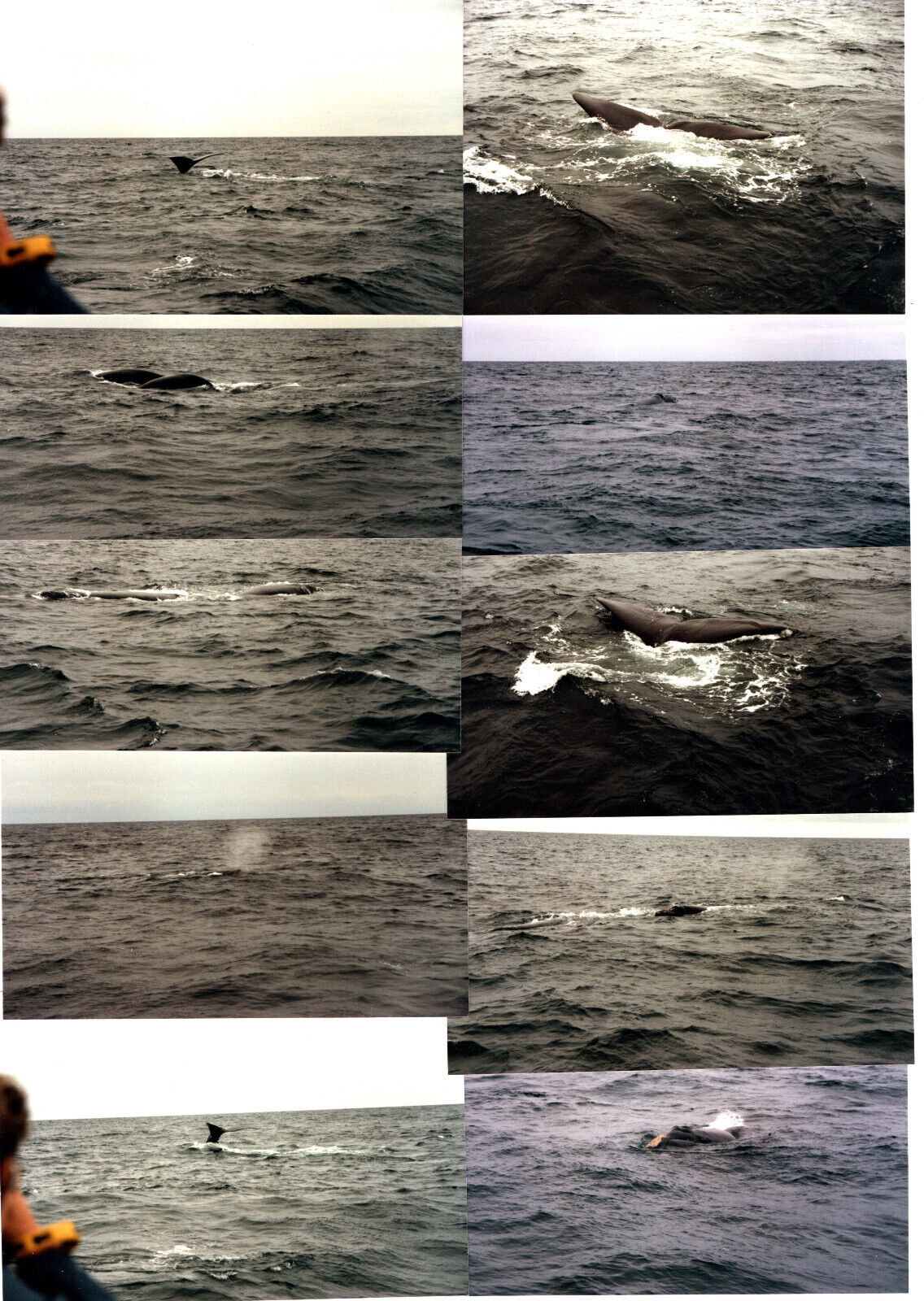 Lot of 21 Original Photo North Atlantic Right Whale 1983 at Stellwagen Bank