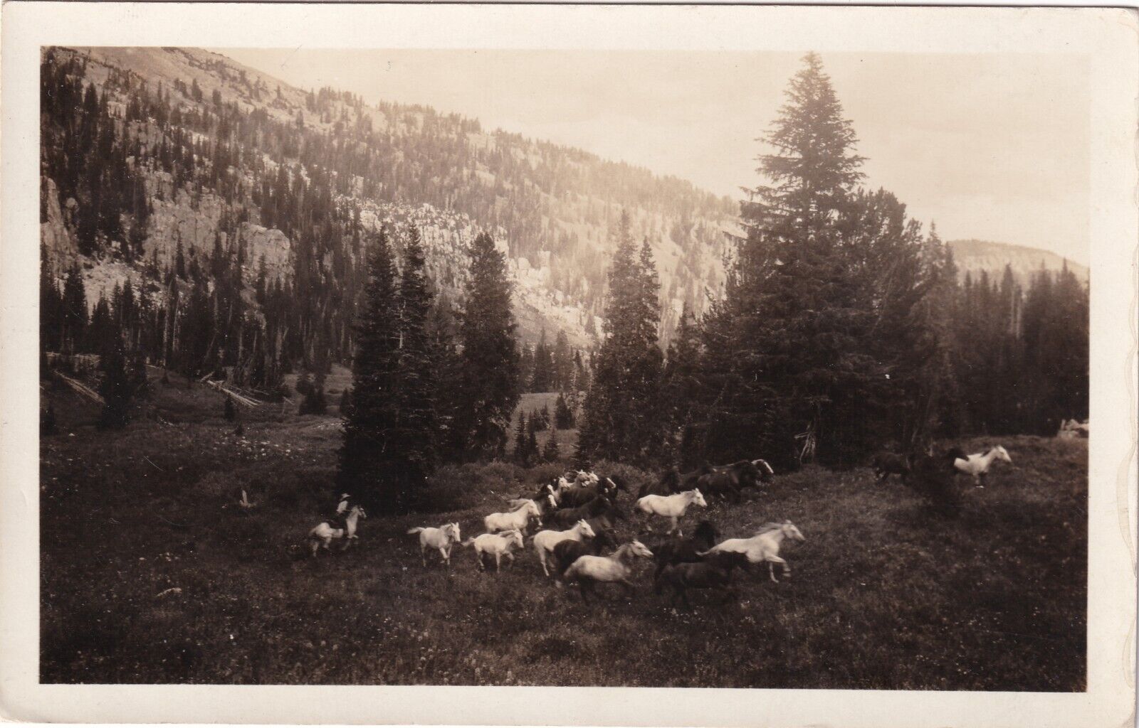 Vintage RPPC Postcard - D. C. Bar Ranch Kendall Wyoming 1932 Horses