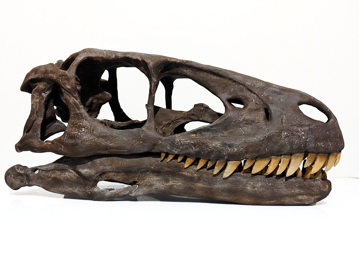 Deinonychus antirrhopus skull, lifesize raptor fossil replica 