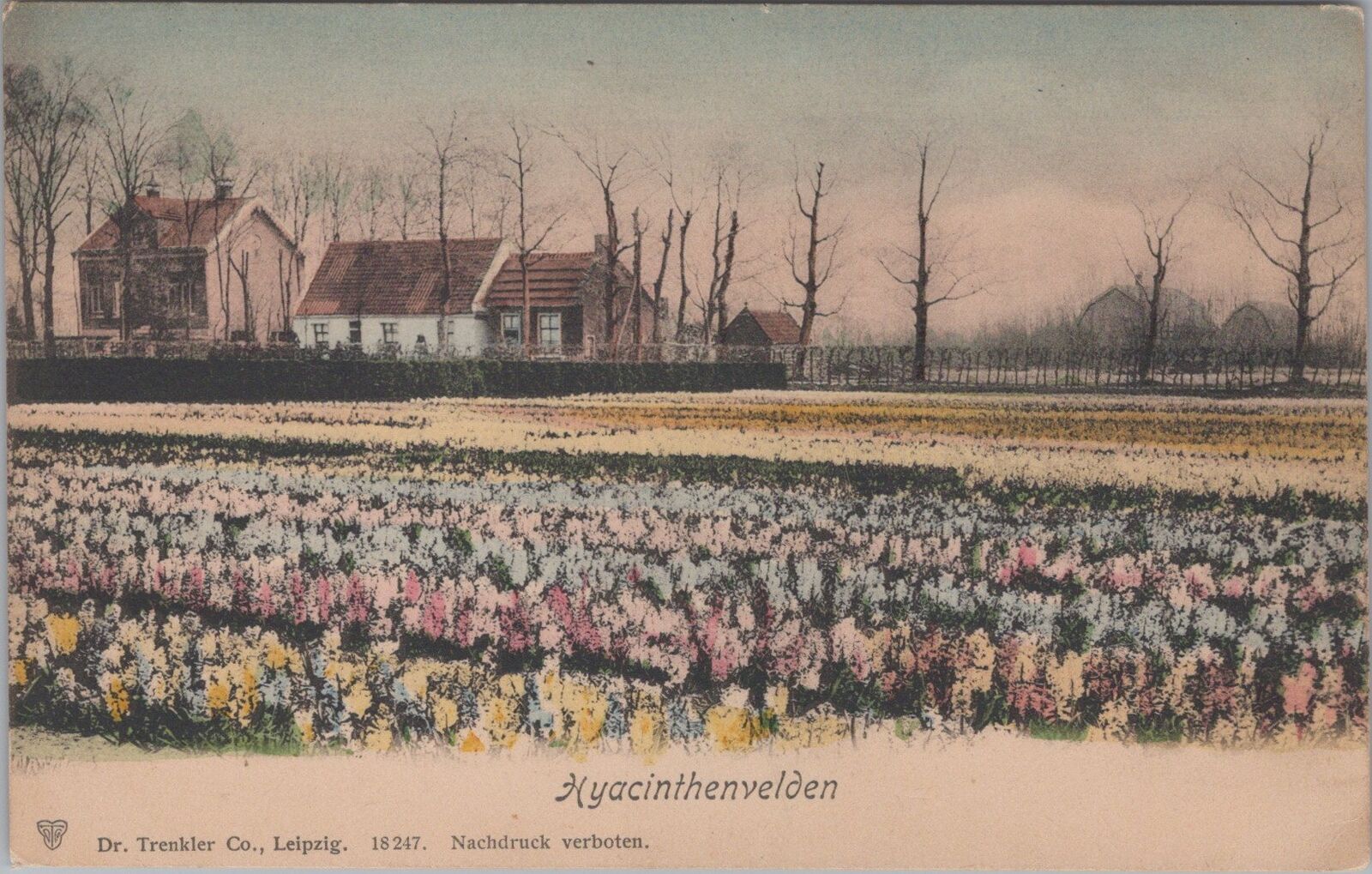 ZAYIX Hyacinth Advertising Dr. Trenkler Co. Leipzig Germany c1900 Postcard