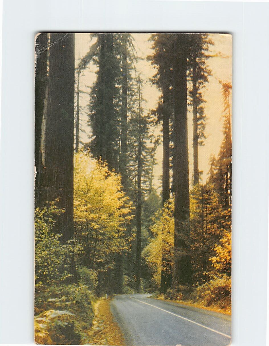 Postcard California Redwood Highway in autumn California USA