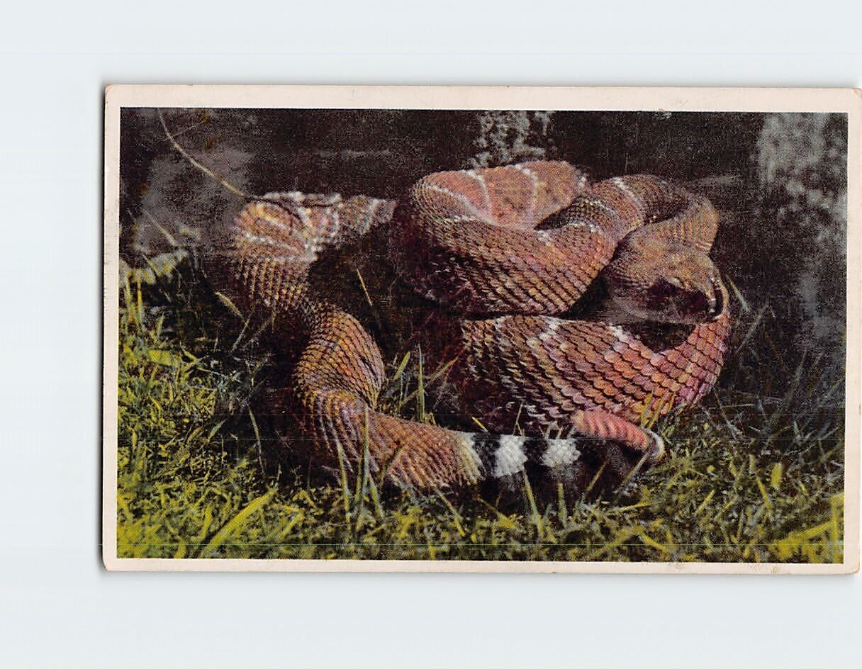 Postcard Red Diamond Rattlesnake San Diego Zoo San Diego California USA