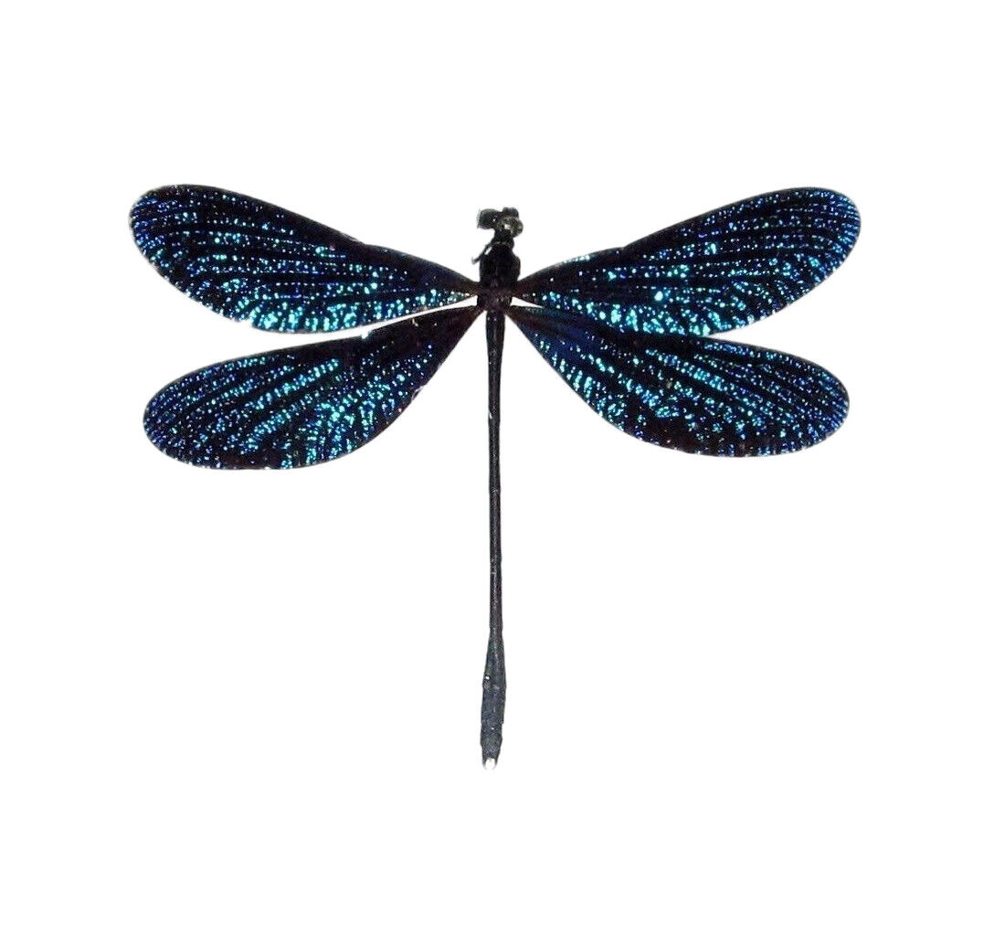Vestalis melania blue dragonfly damselfly Philippines unmounted wings closed
