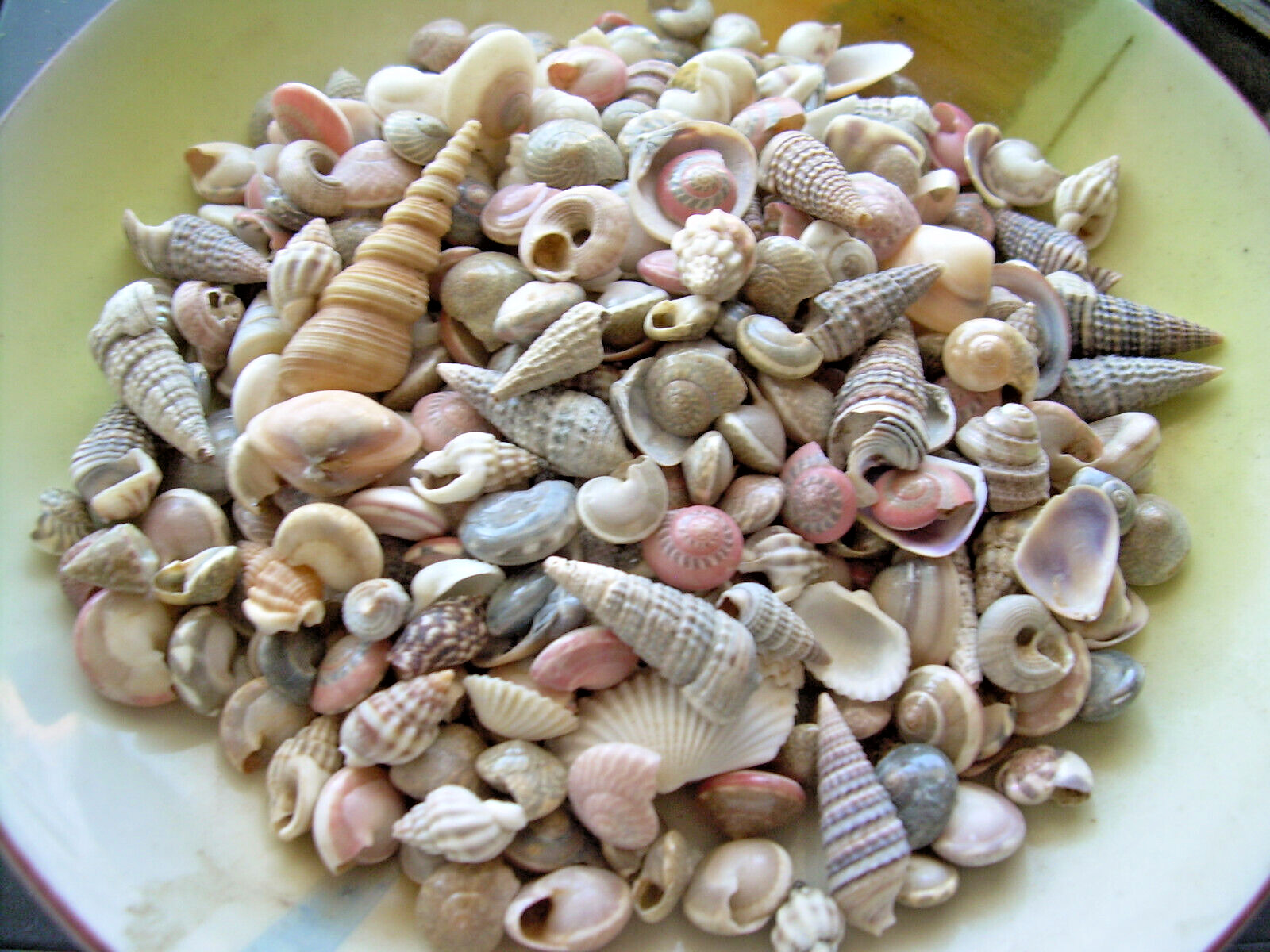 1000+ Mixed Small Natural Sea Shells Crafts Aquarium DECOR Lot 