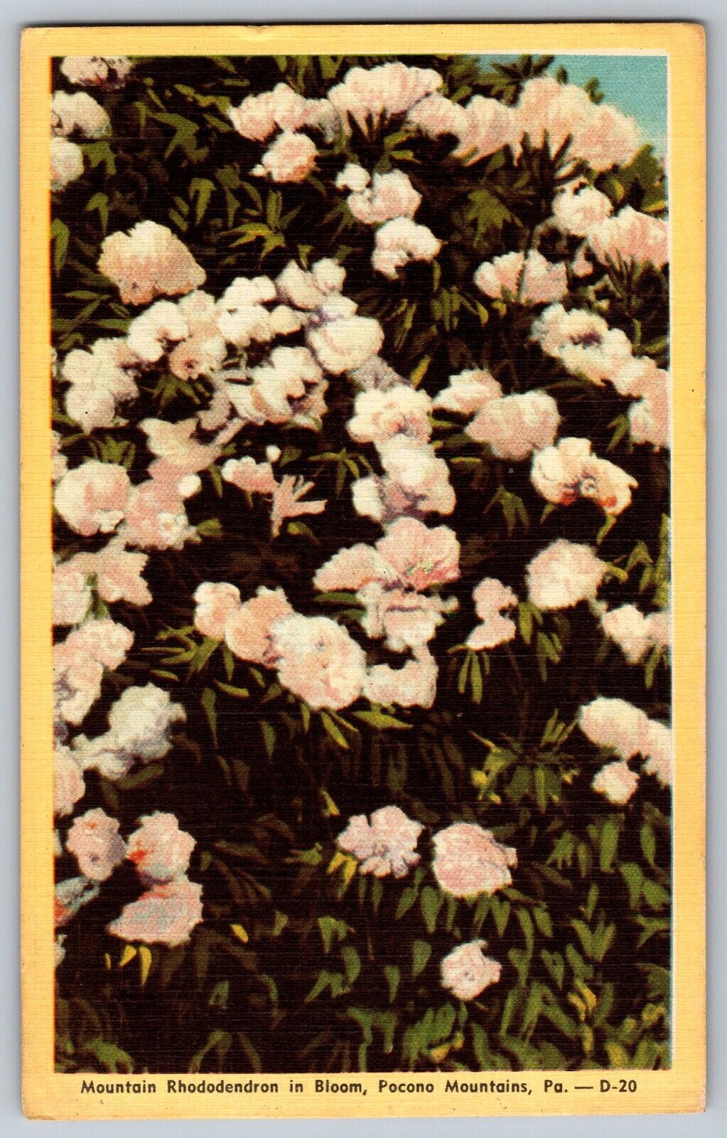 Pocono Mountains, PA - Mountain Rhododendron in Bloom - Vintage Postcard