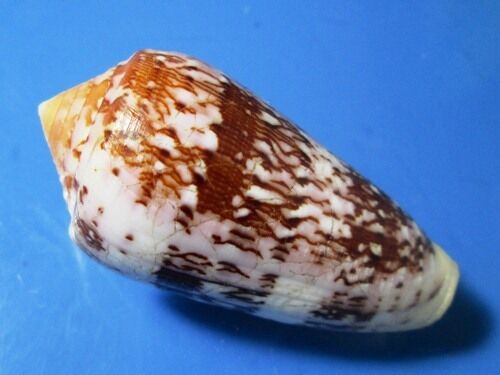 CONUS FLOCCATUS 62.8  mm F++ ,VERY NICE PATTERN THICK AND HEAVY wow  
