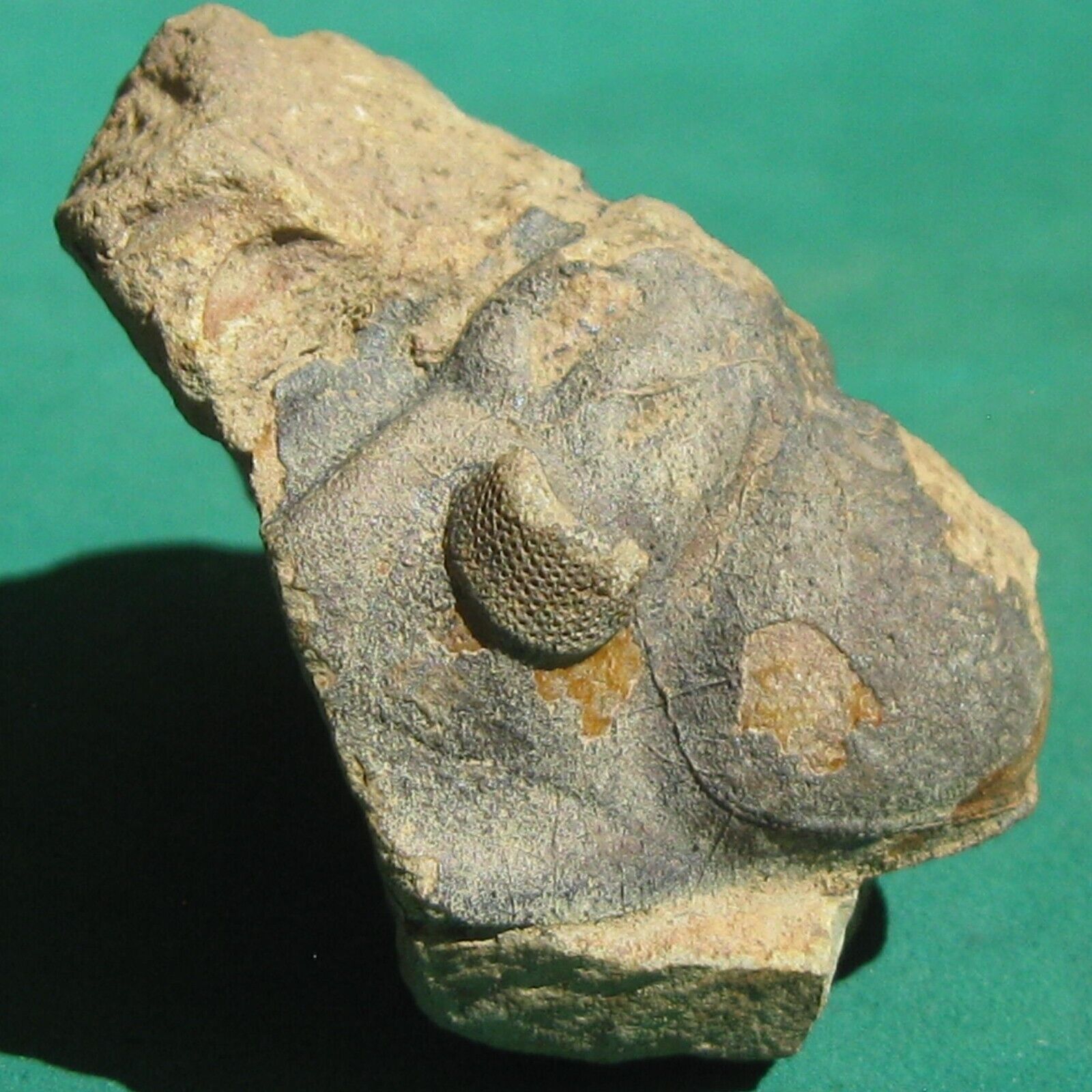 Huge Ultra Rare Trilobite Fossil Malvinocooperella pregiganteus Bolivia