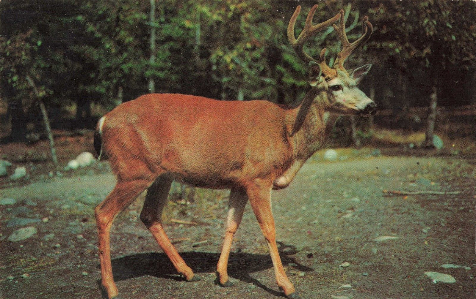 Whitetail Ten Pointer Stately Buck Deer, Dexter Beauty Scene, Vintage Postcard
