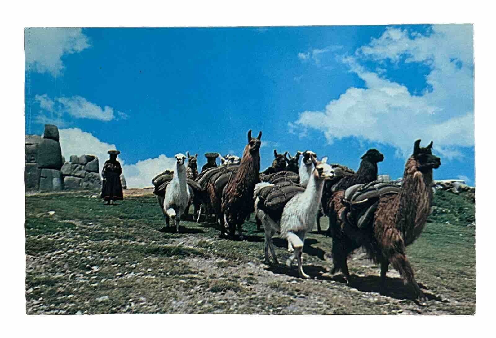 Postcard Cuzco Cusco Peru Caravan of Llamas with Indigenous Woman • Divided Back