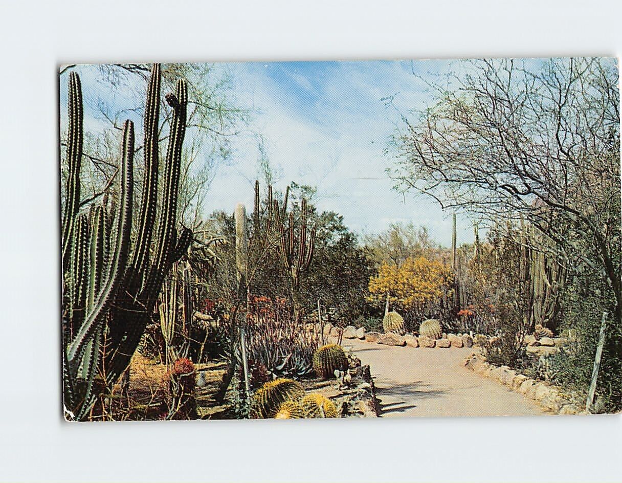 Postcard Desert Botanical Garden Between Tempe and Phoenix Arizona USA