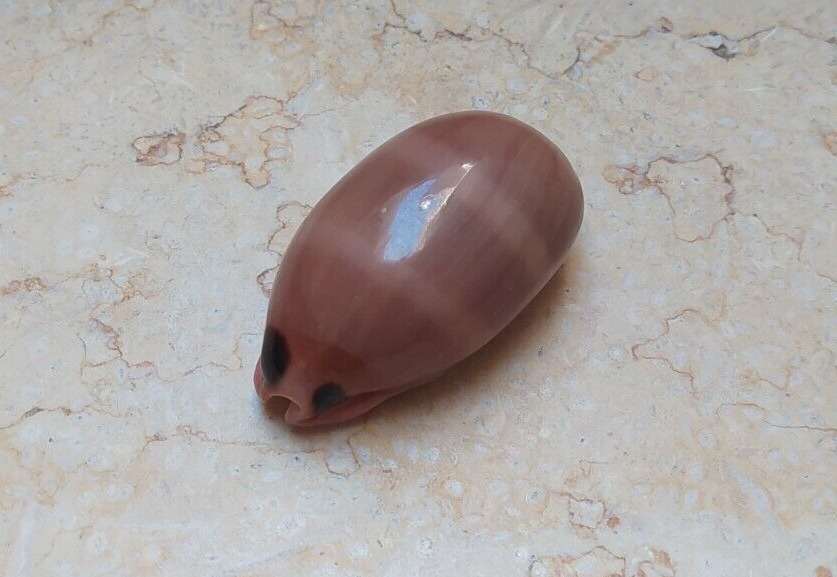 F Luria pulchra sinaiensis  69.5 mm F++++pink mouth red sea shell super glossy