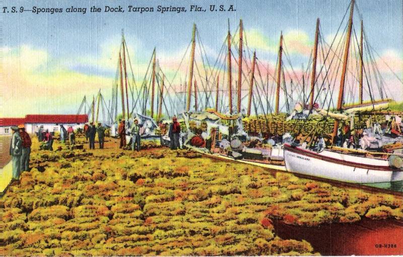 Postcard FL Tarpon Springs Florida Sponges Along Dock 1940s MINT